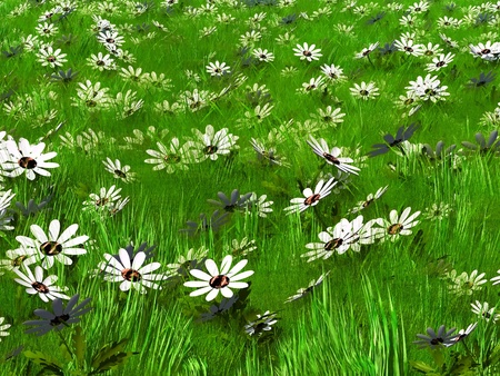 high grass and white flowersの写真素材