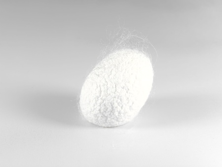 a cocoon of the silkwormの写真素材