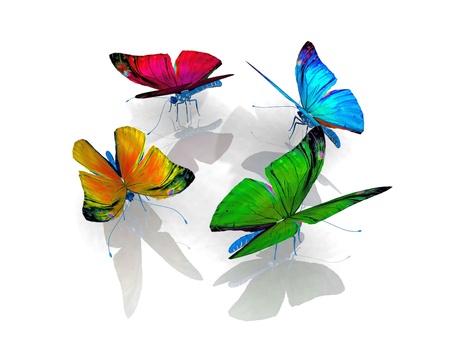 the beautiful butterfly with wingsの写真素材