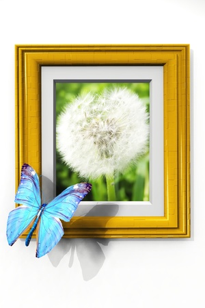 the butterfly with wings on a flower frameの写真素材