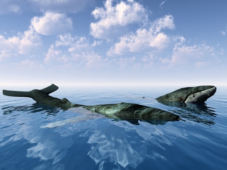 whale  surfacing in the seaの写真素材