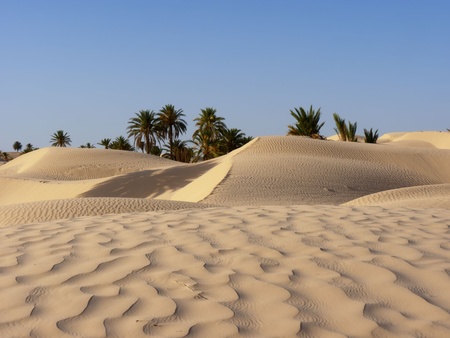 sand dune and palm tree in the desertの写真素材