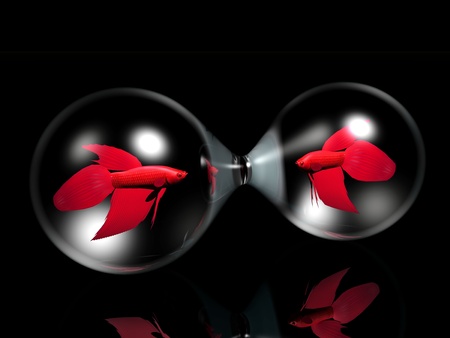 goldfishes  in bubblesの写真素材