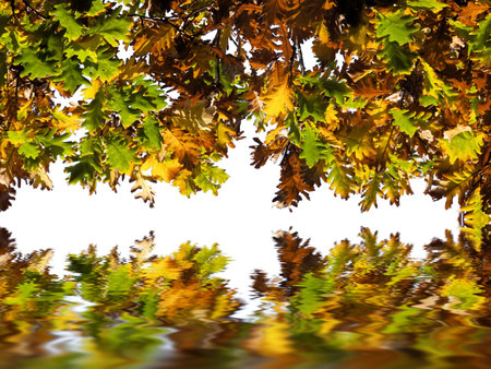 the oak  leaves in autumnの写真素材