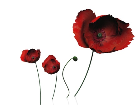 poppies  on a white backgroundの写真素材