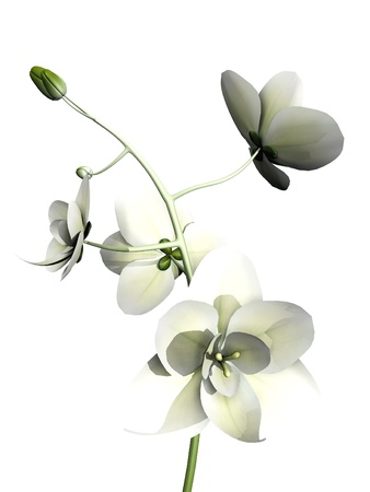 white orchid on white backgroundの写真素材