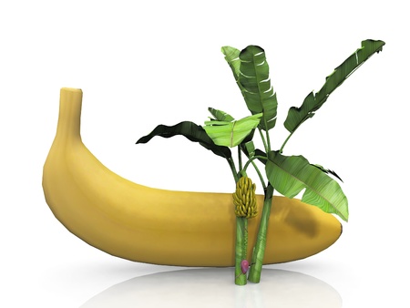 the banana and banana treeの写真素材
