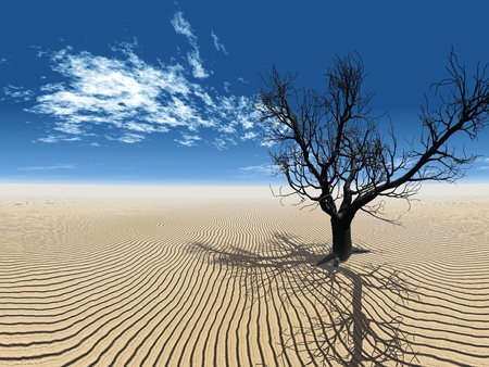 the dead tree in the desertの写真素材