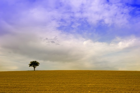 the alone tree in the fieldsの写真素材