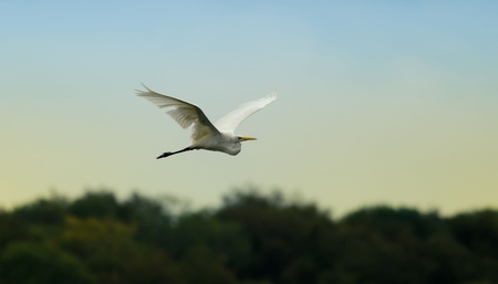 the egret flies over  the forestの写真素材