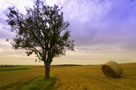 the tree  and straw balesの写真素材