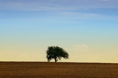 a tree in the fields の写真素材