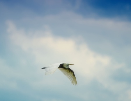 the egret fligh in the skyの写真素材