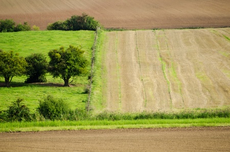 wheat fields and meadows greenの写真素材