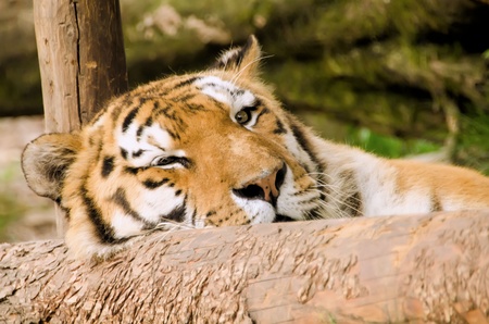 the tigerの写真素材