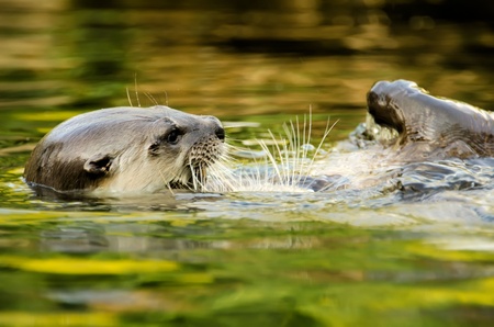 the ottersの写真素材