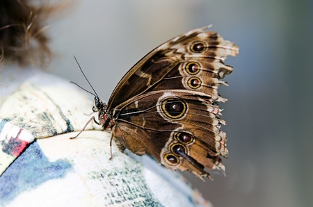 the beautiful butterfly with wingsの写真素材