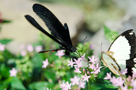 the beautiful butterfly with wings