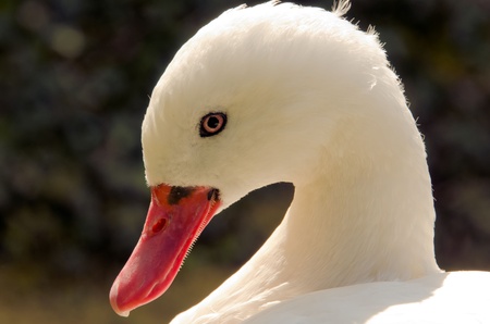the head of a white gooseの写真素材