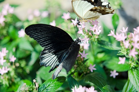 the beautiful butterfly with wingsの写真素材