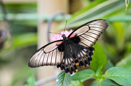 the beautiful butterfly with wingsの写真素材