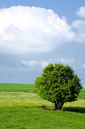 the green tree in the fieldsの写真素材