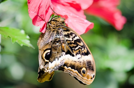 the beautiful butterfly with wingsの写真素材