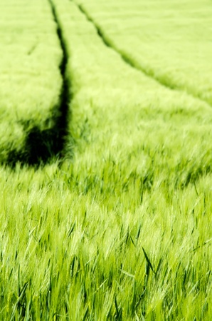 wheat fieldsの写真素材