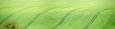 green fieldsの写真素材
