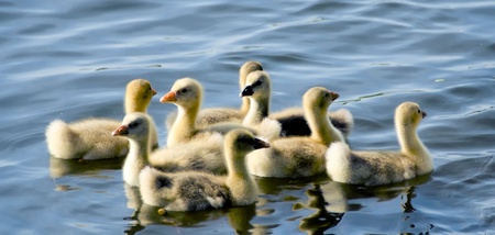 the nestlingsの写真素材