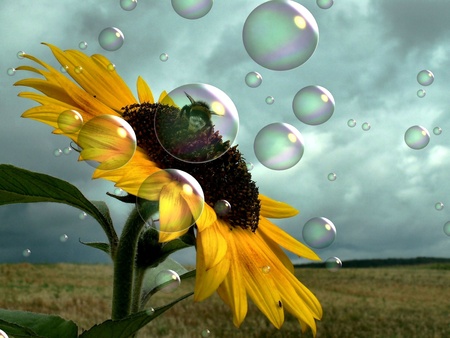 sunflower and beeの写真素材