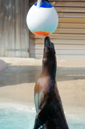 ball game with the sea lionの写真素材