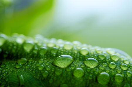 the morning dewの写真素材