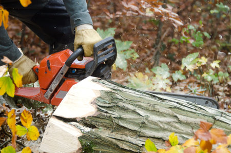 the  lumberjack and the forest