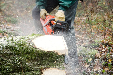 the  lumberjack and the forest