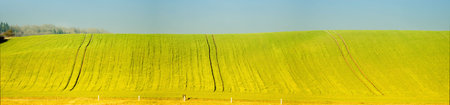 the green field