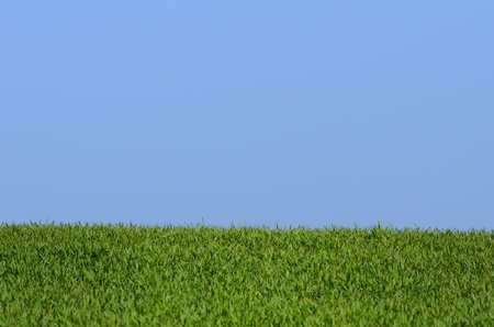 blue sky and green grassの写真素材