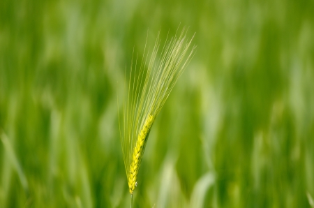 green cornの写真素材