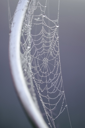 spider web and steelの写真素材
