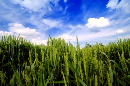 green wheat and blue skyの写真素材