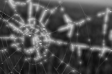 the spider webの写真素材