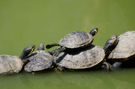 Florida turtles