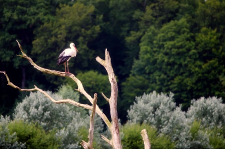 the stork on the branchの写真素材