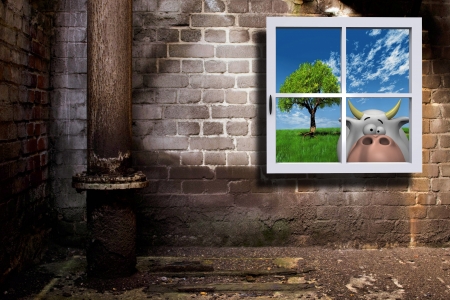 window and cowの写真素材