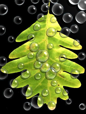 the leaf and the drops