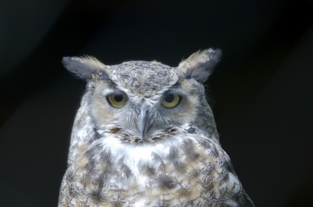 eagle owlの写真素材