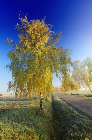 the road and autumn birchの写真素材