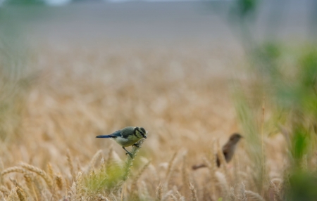 tit and wheatの写真素材