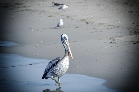 pelican on the beachの写真素材
