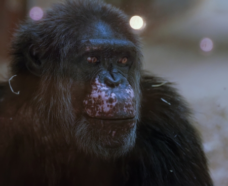 the chimpanzeeの写真素材